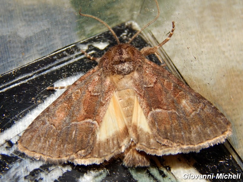 Noctuidae da Identificare1 - Thalpophila matura